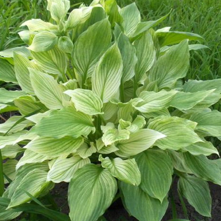 3 White Feather Hosta Bare Root Plants Hardy Shade Garden Perennial Gift Set gallery
