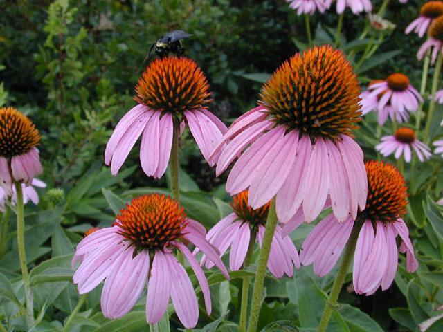 ECHINACEA PURPUREA, Purple Coneflower gallery