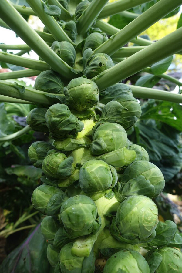 300+ Brussel Sprouts Seeds Catskill Brussel Sprouts (Brassica oleracea) USA gallery