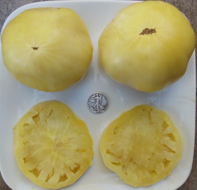 Great White - Non-Acidic - 40 Fresh Seeds - Buy any 3 or more varieties, 20% off gallery