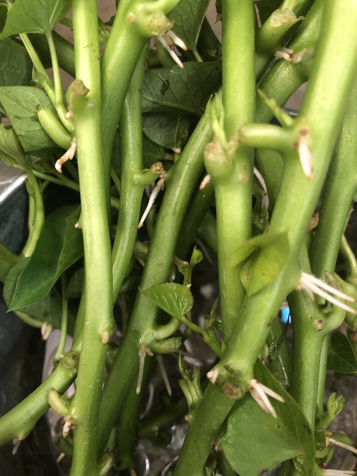 10 Rooted White Sweet Potato Slips Cutting Vines Ready To Plant gallery