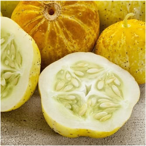 Lemon Cucumber Seeds For Planting (Cucumis sativus) gallery