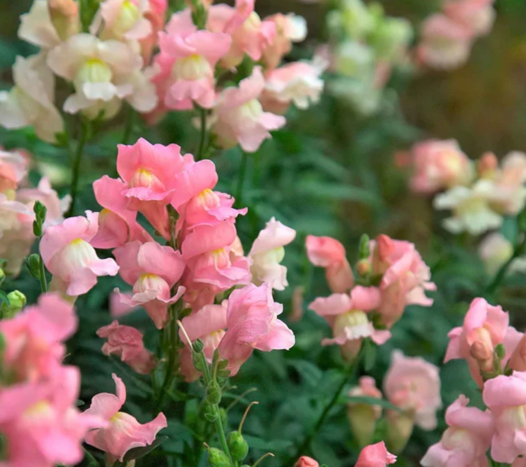 400+ Appleblossom Snapdragon Seeds **Fresh Seeds** ~~Free Shipping~~ gallery