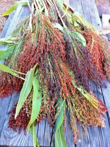 Broom Corn Seed Multi Color Crafts Home Accents Gold Red Bronze Purple Brown joc gallery