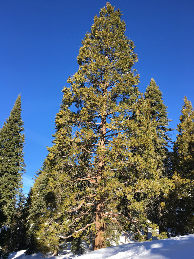 Live Incense Cedar Tree – 20–30" Tall in 3.5" Pot – No Ship to AK, HI, APO, PR gallery