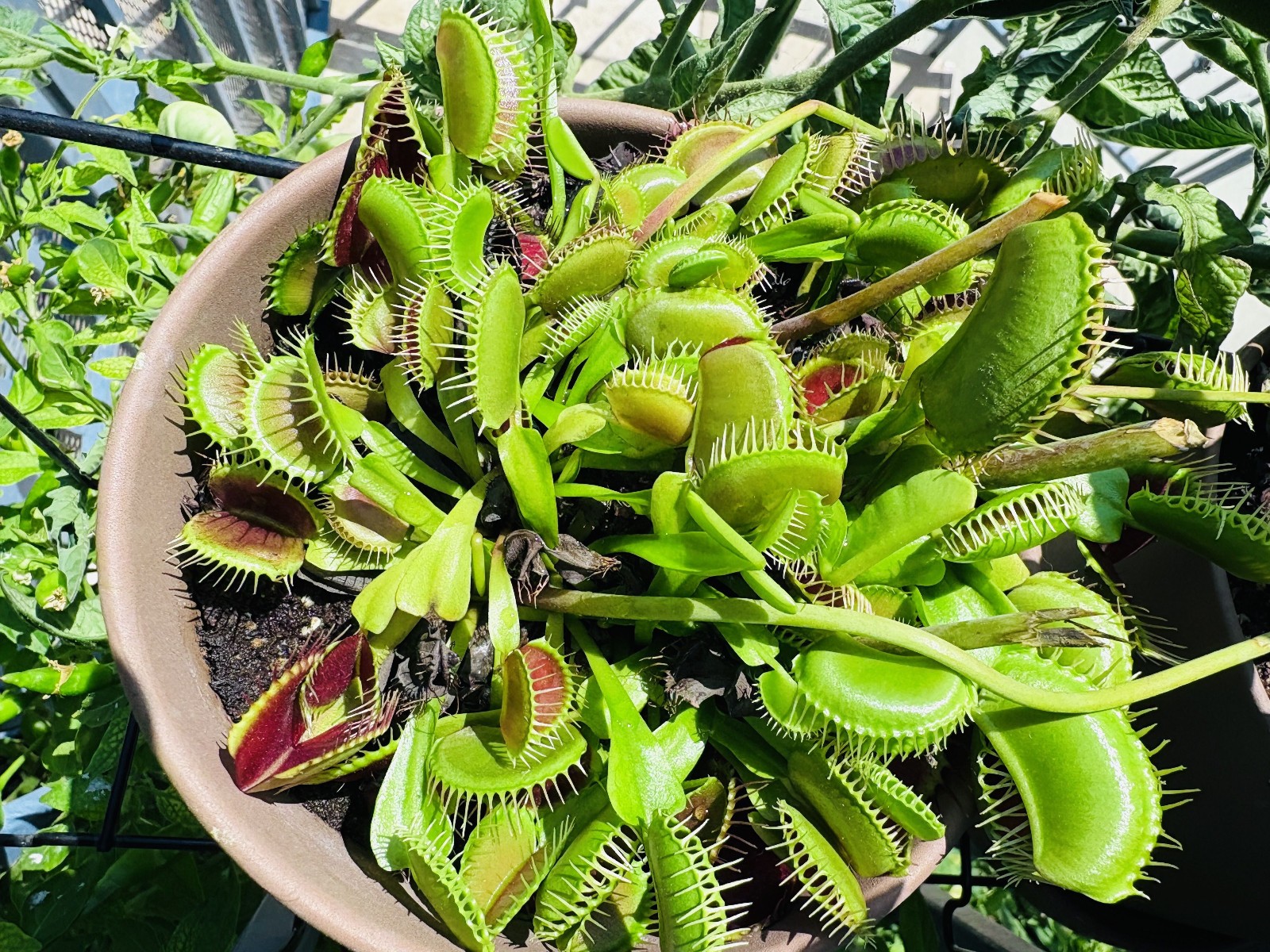 Venus Flytrap - Carnivorous Plant 25+ Seeds gallery