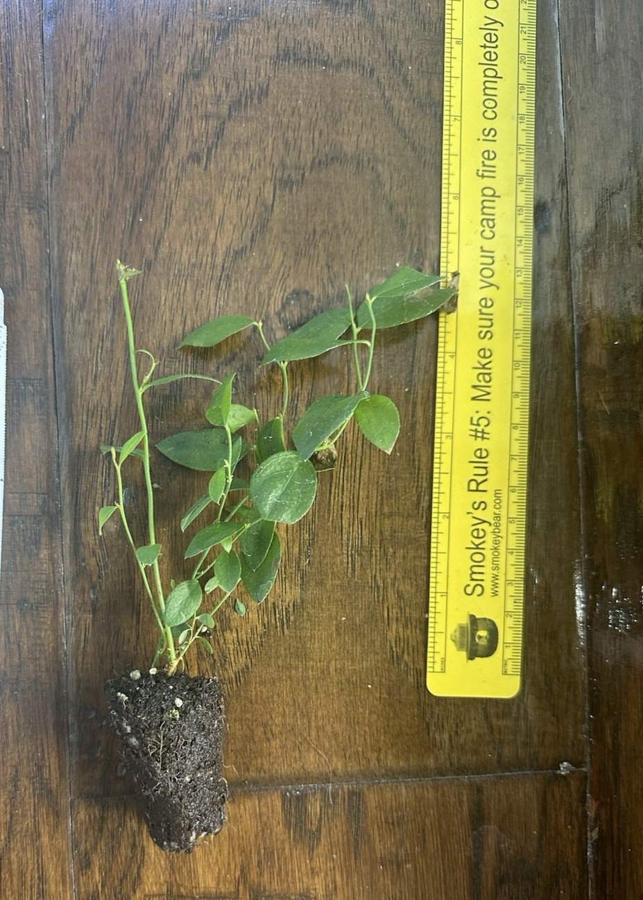 Florida Rose Pink Rabbiteye Blueberry - 1 TC plant/plug -3-6 in - Edible! gallery