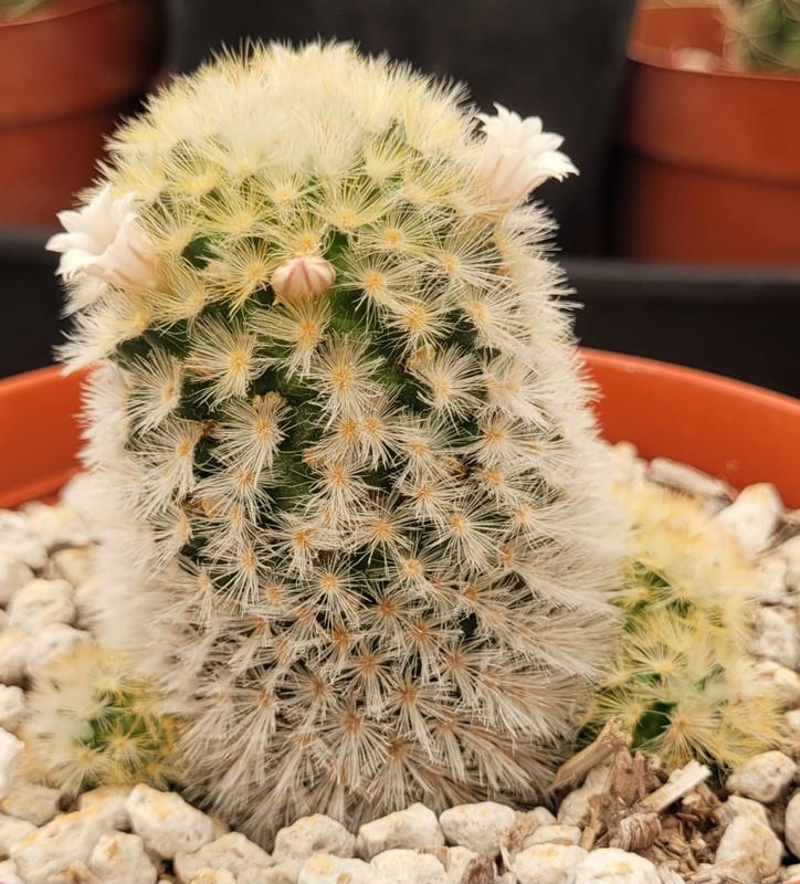 Mammillaria Carmenae Multi-Headed Cluster 2" Tall 6" Pot Size - Bare Root gallery