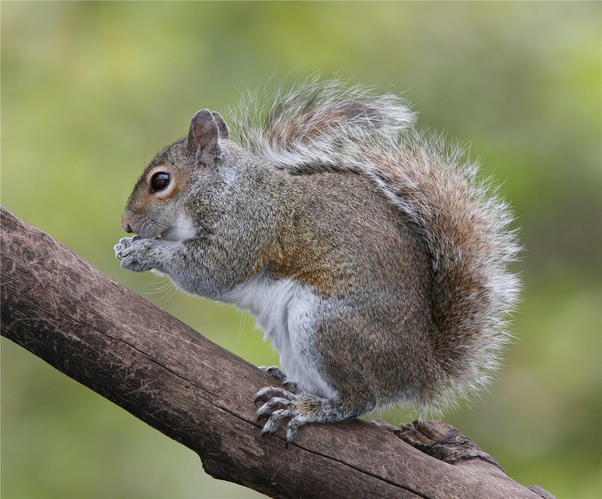 EASTERN GREY SQUIRREL GLOSSY POSTER PICTURE BANNER PRINT PHOTO rodent 7909 gallery