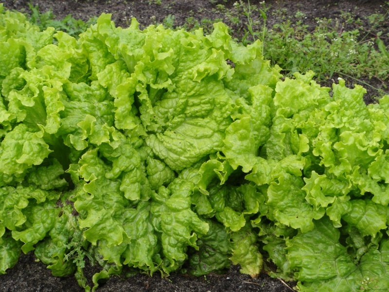 GRAND RAPIDS LEAF LETTUCE SEEDS * LOOSE LEAF * CRISP * TENDER * 200 COUNT PKT. * gallery