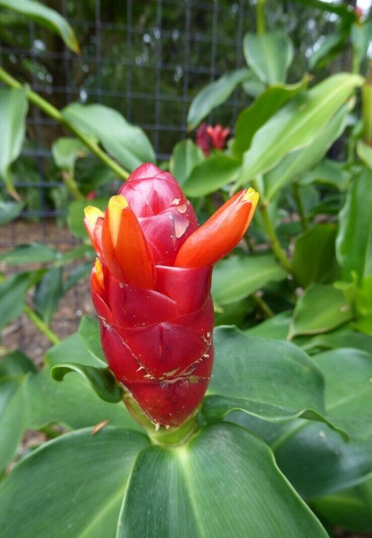 2x Red Button Ginger, Costus Woodsonii. Tropical easy to grow shade loving plant gallery