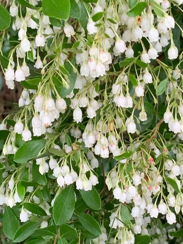 Farkleberry Bushes 1 Live Per Order gallery