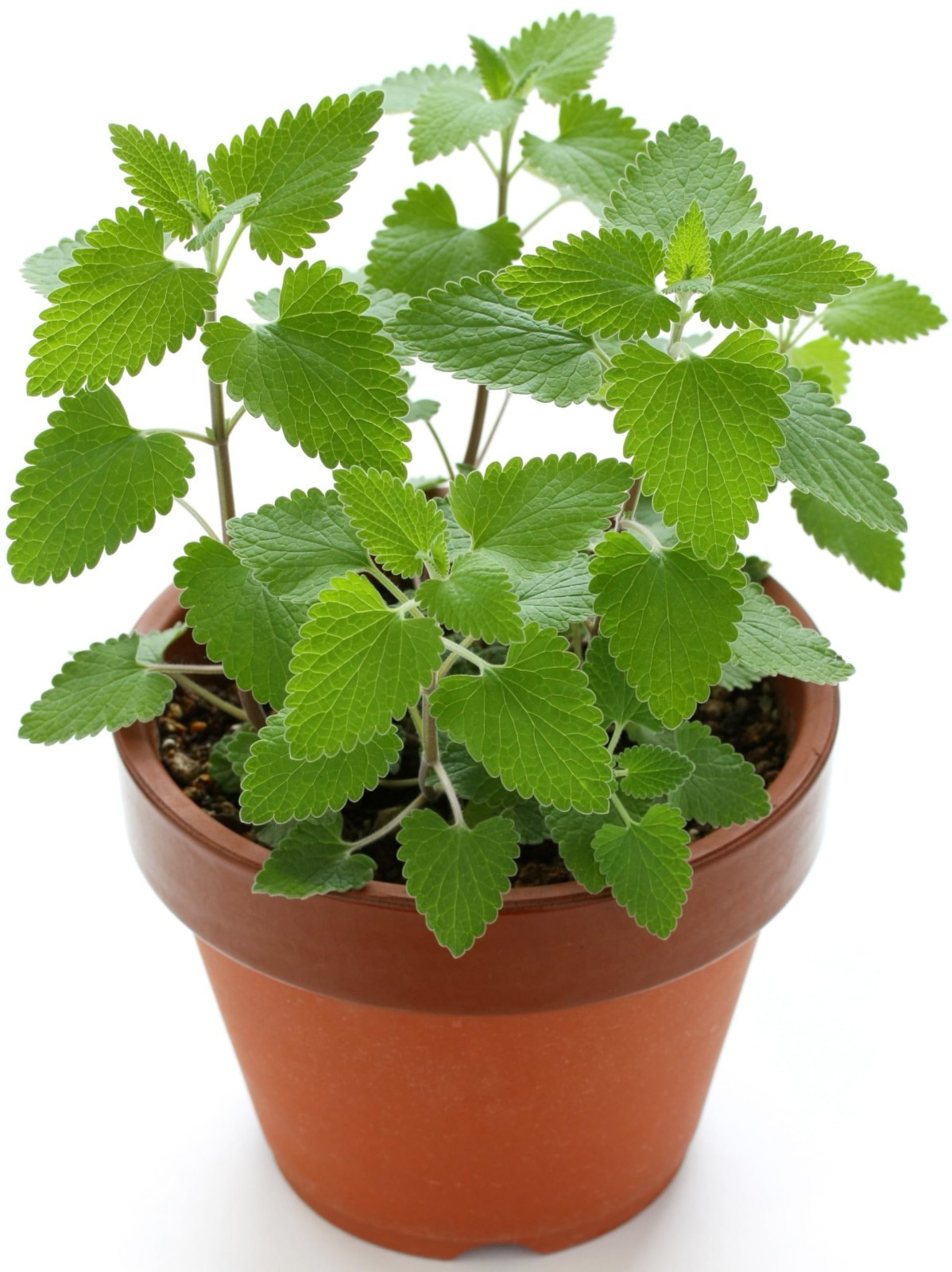 3000 Catnip Seeds for Planting Heirloom Non-GMO Herb Indoor Outdoor gallery