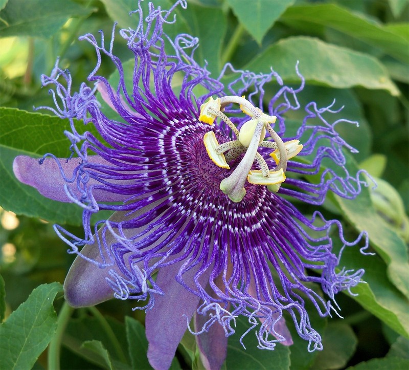~~MAYPOP PASSIFLORA~~Starter Plant~~Passiflora Incarnata~~BUTTERFLY HEAVEN! gallery
