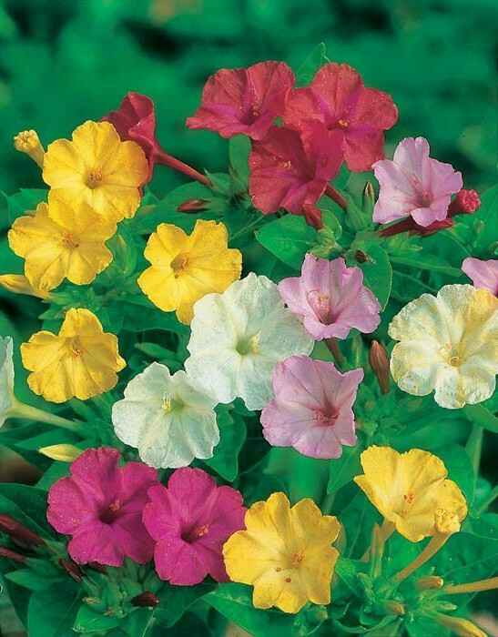 35 SEEDS - four o'clock MIXED FOUR O CLOCKS GroCo USA - BUY ANY 15 - SHIPS FREE gallery