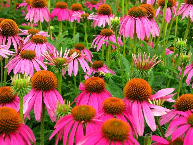 Echinacea purpurea | Eastern Purple Coneflower | 200_Seeds gallery