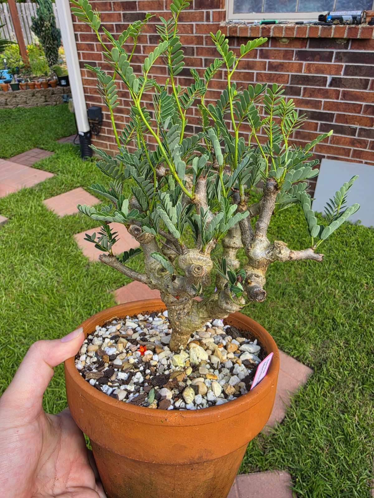 Senna Meridionalis Rare Live Succulent Bonsai Plant gallery