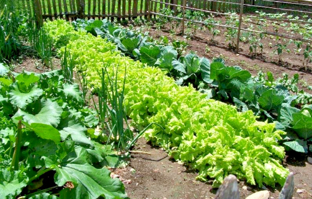 HEIRLOOM Survival Kit Perfect Vegetable Garden Save Seeds 5 Varieties PLANT NOW! gallery
