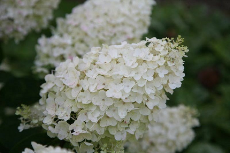 HYDRANGEA PANICULATA 'SILVER DOLLAR' -STARTER PLANT- APPROX 7-9 INCH