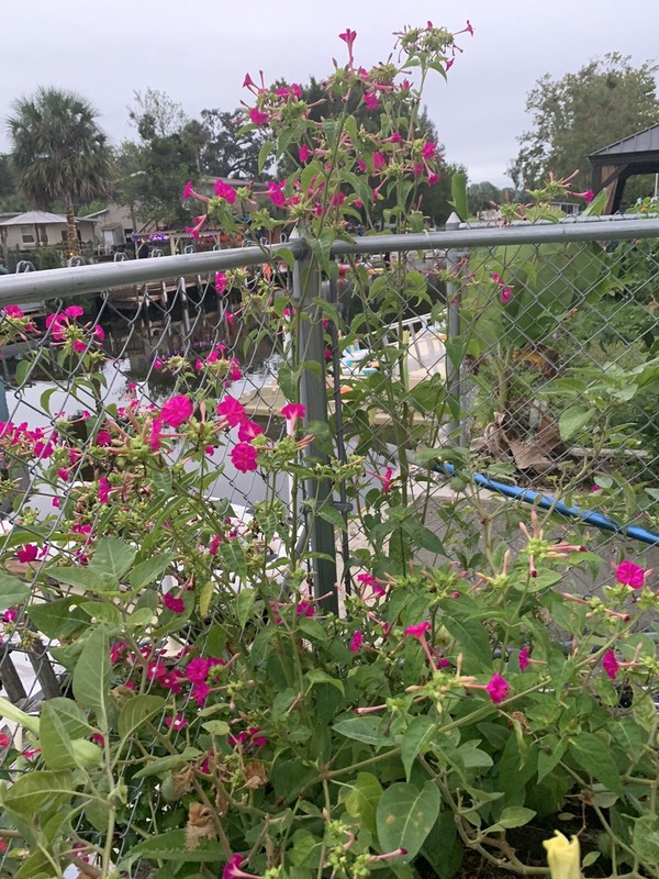 4 o’clock seeds, Fragrant, Dark Pink Blooms : 1000 Seeds. Ships with tracking gallery