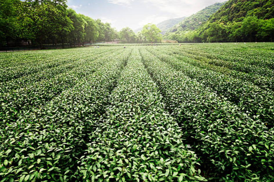 Japanese Green Tea IYEMON Cha Sencha with Matcha- 100g - Free Shipping! gallery