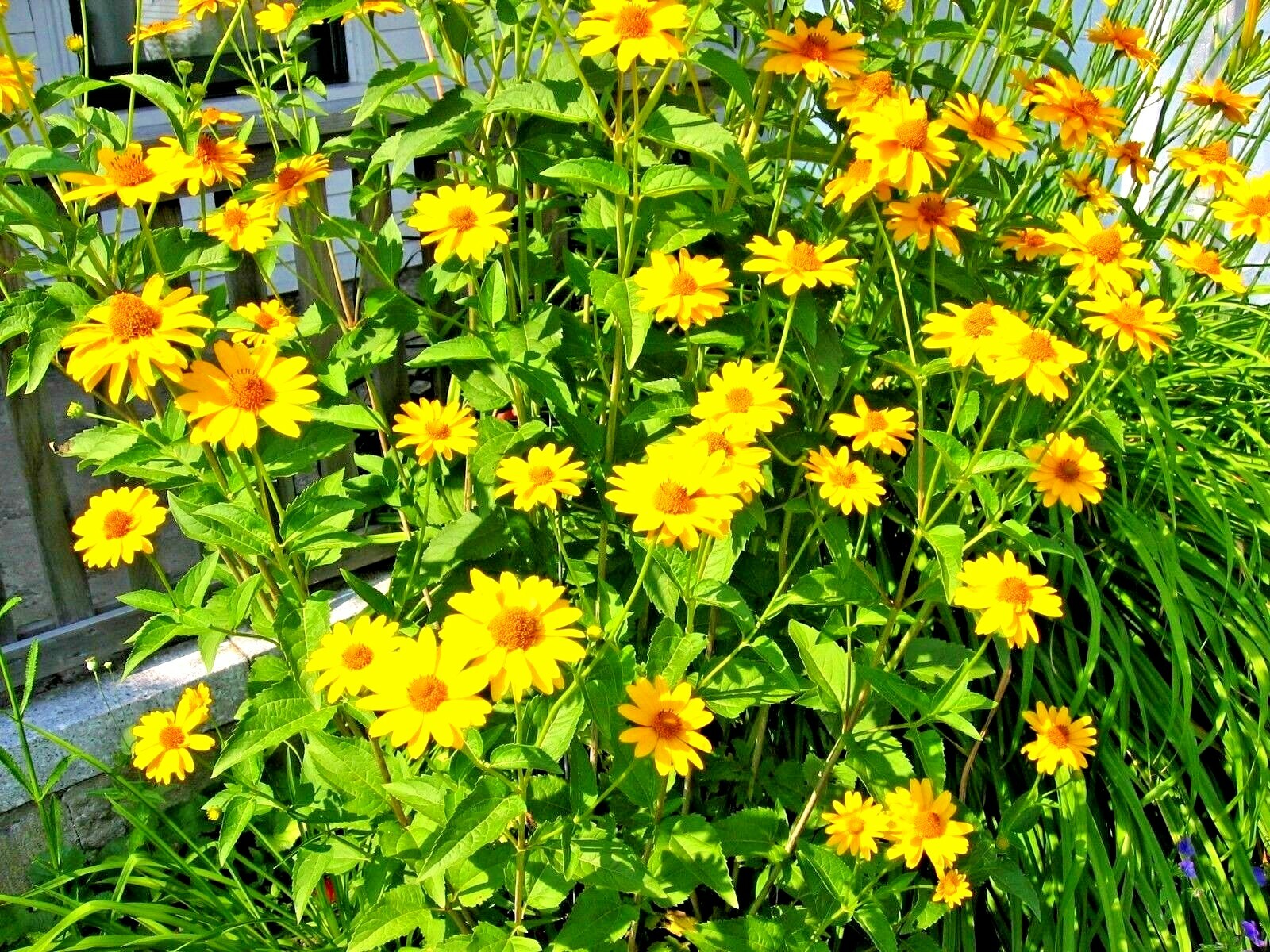 301+OX EYE SUNFLOWER Seeds Native Wildflower Summer Flower Garden Heat Cold Easy gallery