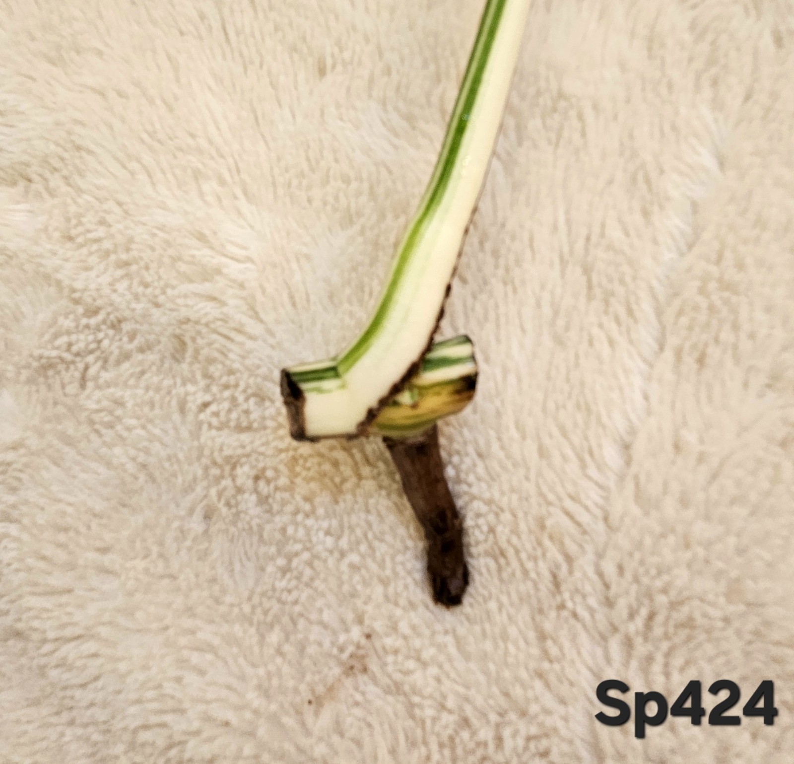 Highly Variegated Monstera Albo Splash Cutting gallery