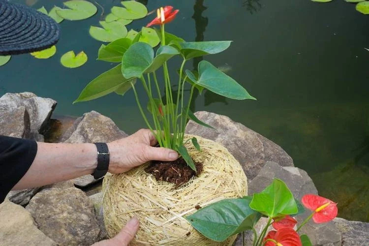 Summit 1139 Clear-Water Barley Straw POND Planter, Treats up to 1500-Gallons gallery