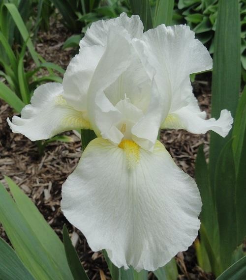 2 Tall Bearded IRIS ~ Beautiful Ruffled WHITE ~ 2 PLANTS gallery