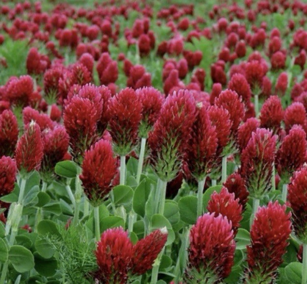 300 Crimson Clover Dixie (Trifolium Incarnatum) seeds (Non-GMO) Inoculated gallery