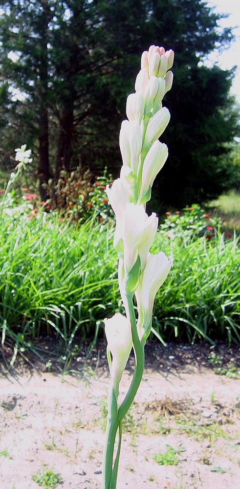 Tuberose double pearl 2 large clumps - FRAGRANT - Polianthus