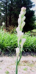 Tuberose large bulbs double pearl set of 6 – FRAGRANT – Polianthus