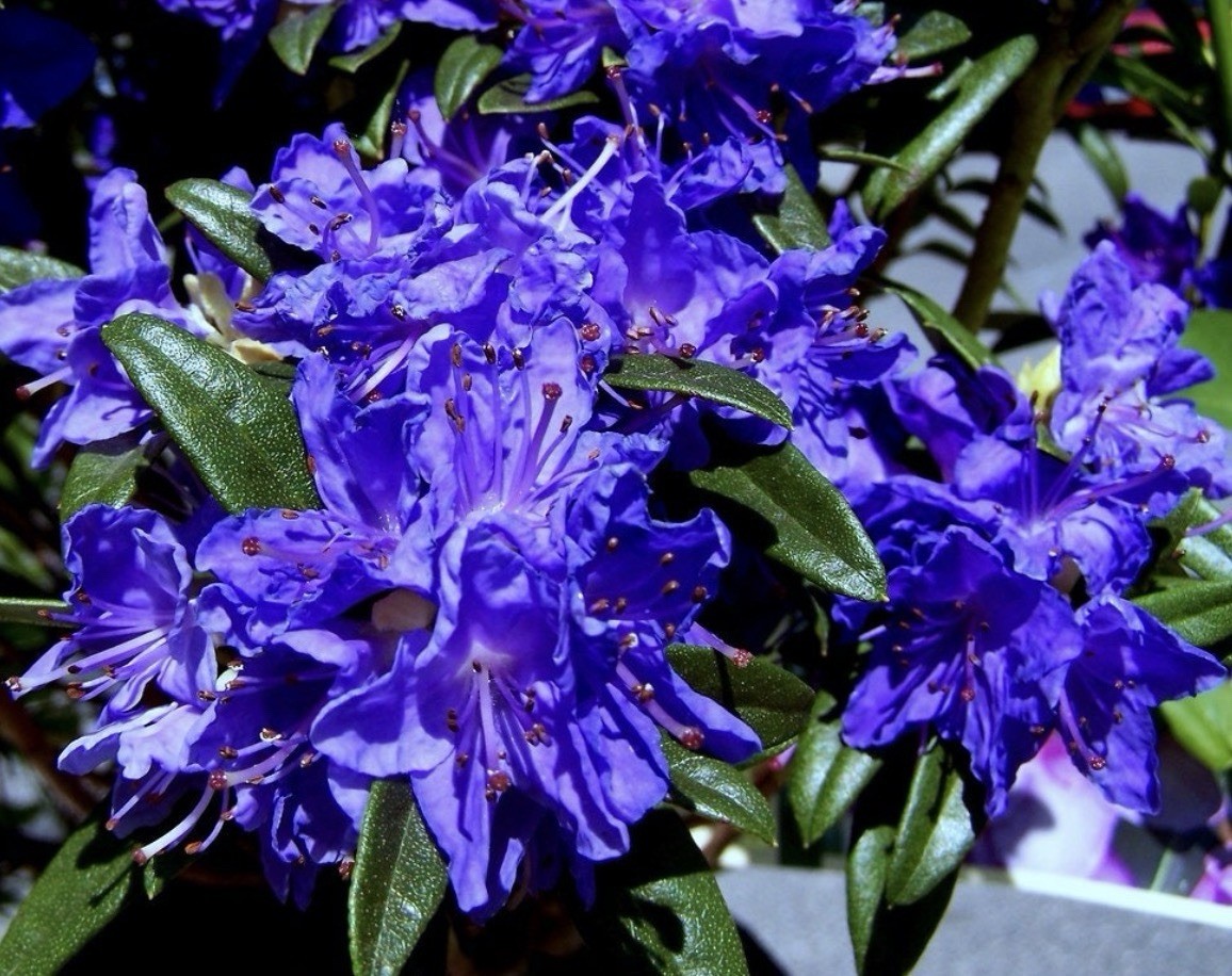 Blue Baron Rhododendron~Well Rooted Starter Plant gallery
