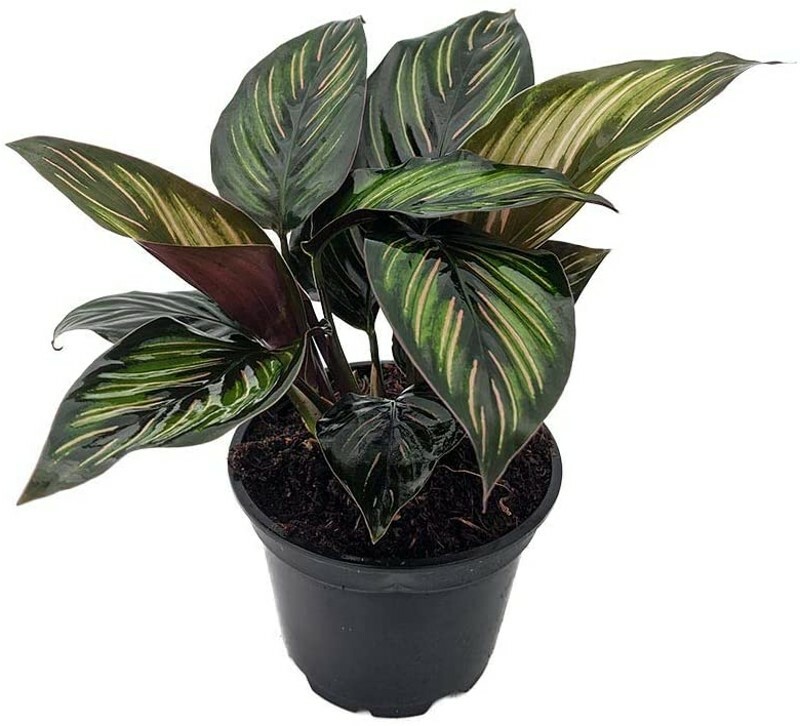 Calatheas Star Beauty Peacocks Very Easy Grow Tropical Indoors Live Plant 4" Pot gallery