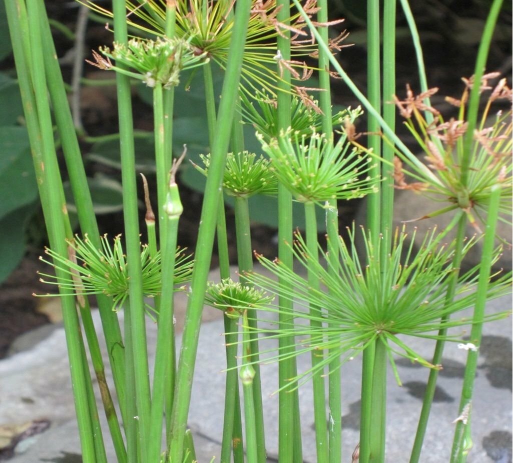 Live Dwarf Papyrus Tropical Aquatic Marginal Pond Plant gallery