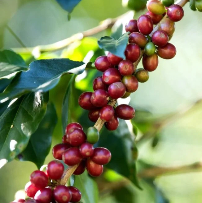 Geisha Green Tip Coffee Seedss 120 pcs (Coffea sp.) CERTIFIED Coffee Bean gallery