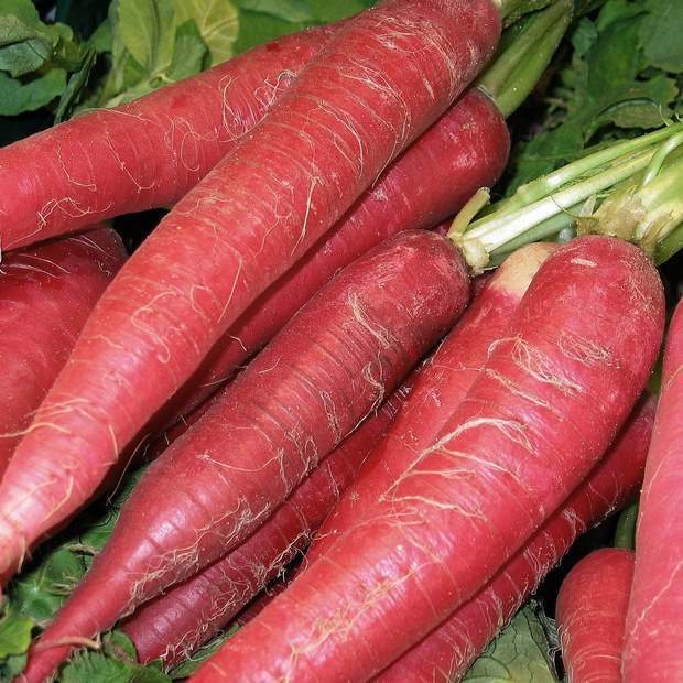 Atomic Red Carrot Seeds 150+ Vegetable Garden NON-GMO USA FREE SHIPPING gallery