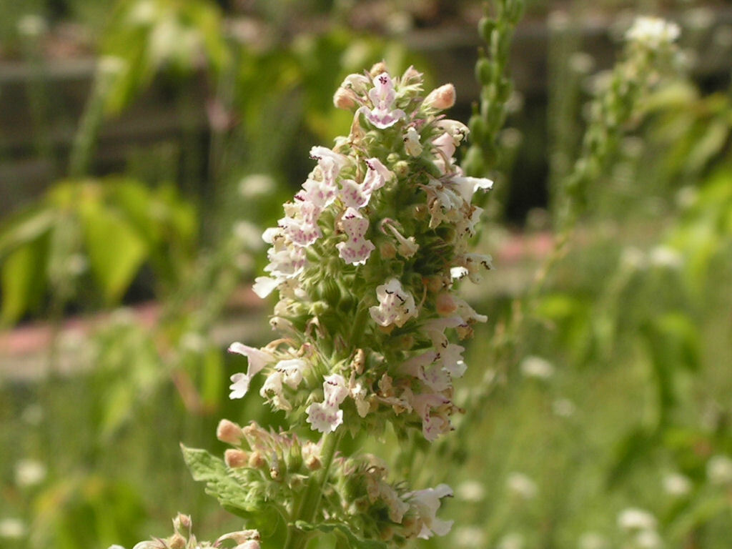 1000 Catmint Catnip Herb Seeds Catnip is a mint that cats like! gallery