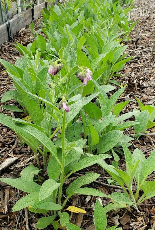 5 organic COMFREY Bocking 14 plants [not just roots] Healthy & Healing Herb gallery