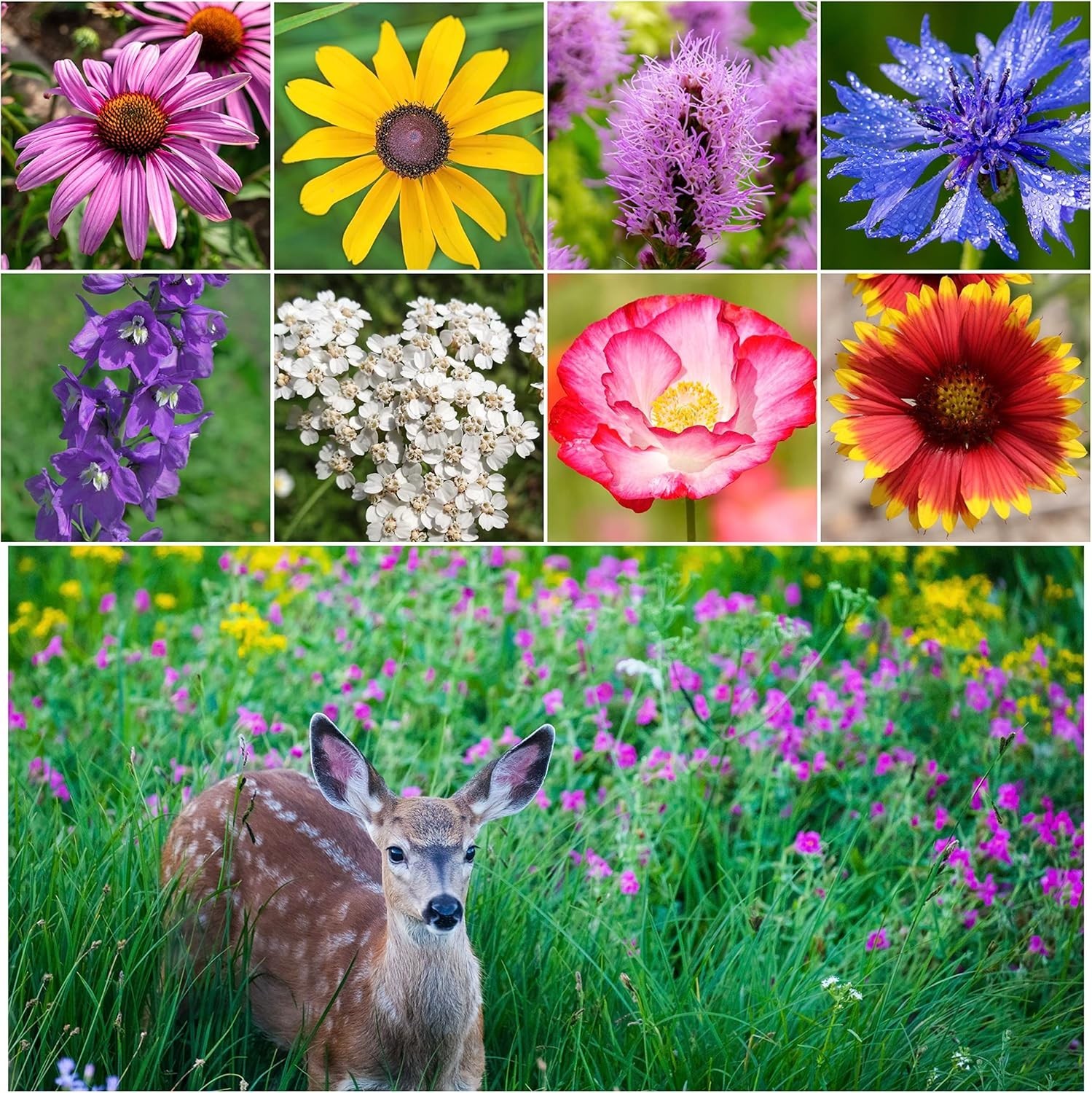 Deer Resistant Wildflower Seed Mix 2 Ounce 30,000+ Seeds 22 Species gallery
