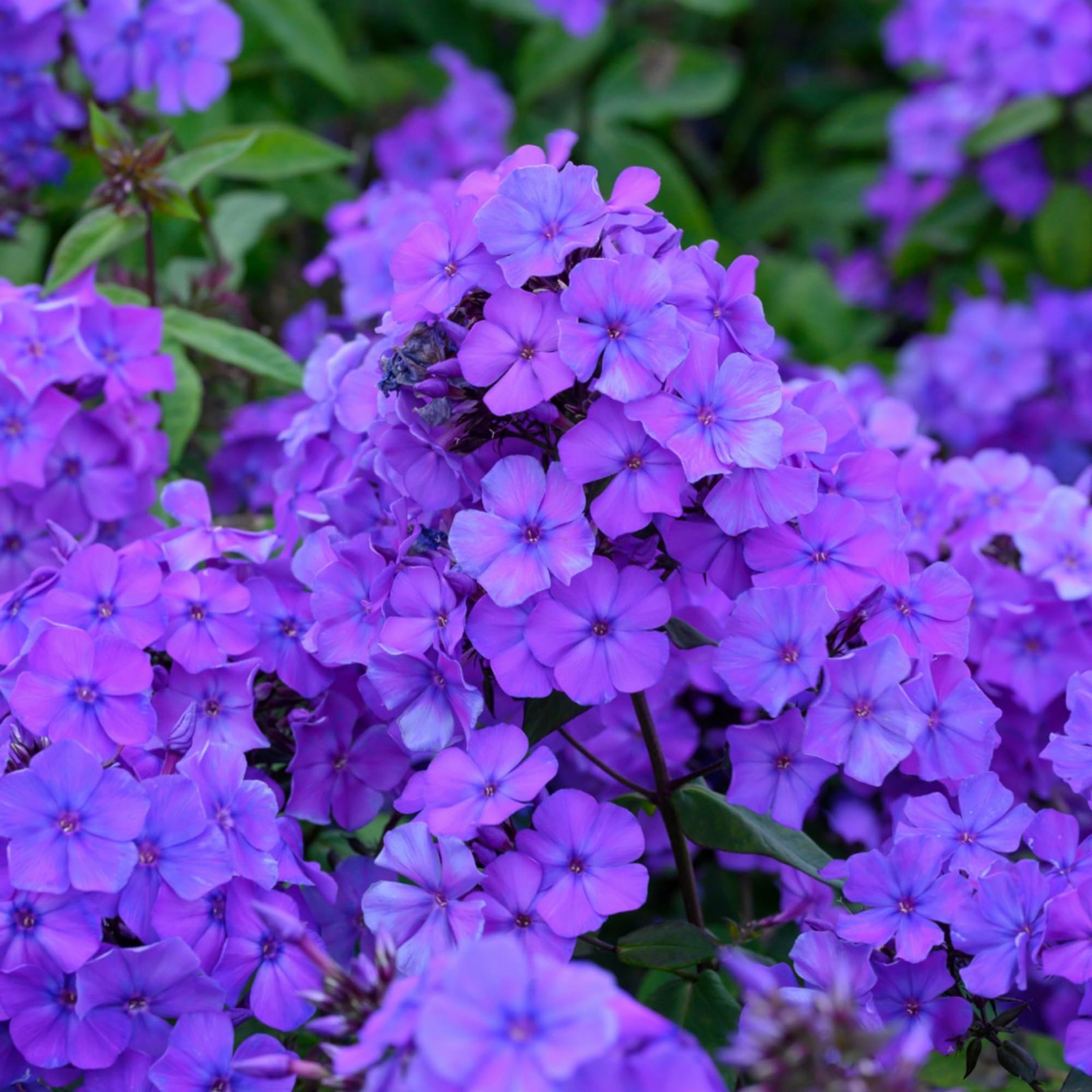 1000+ Creeping Phlox Seeds for Planting - Bright Mixed Phlox Seeds Creeping P... gallery