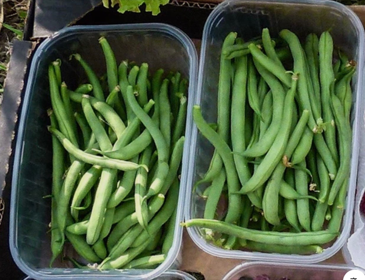 Tendergreen Improved Stringless Bush Bean - Fresh Seeds - NonGMO, USA Seller gallery