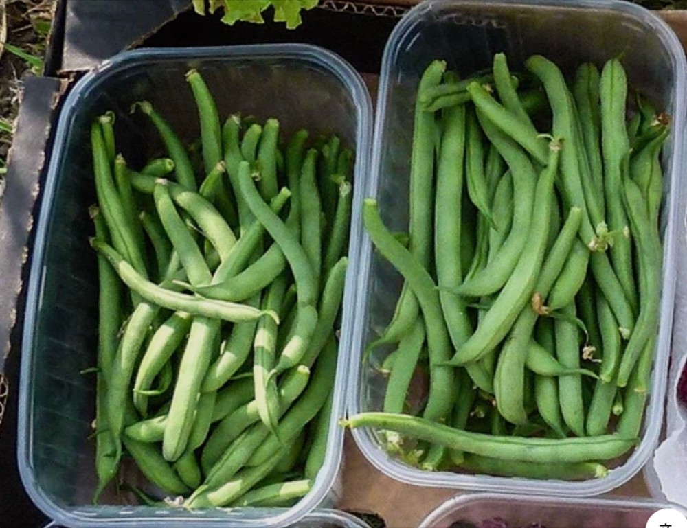 Tendergreen Improved Stringless Bush Bean - Fresh Seeds - NonGMO, USA Seller