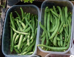 Tendergreen Improved Stringless Bush Bean – Fresh Seeds – NonGMO, USA Seller