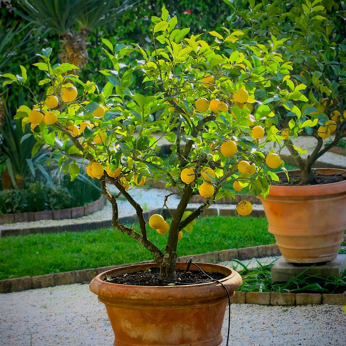 25 Organic Lemon Seeds for Planting – Citrus Fruit Tree Seeds Home Garden gallery