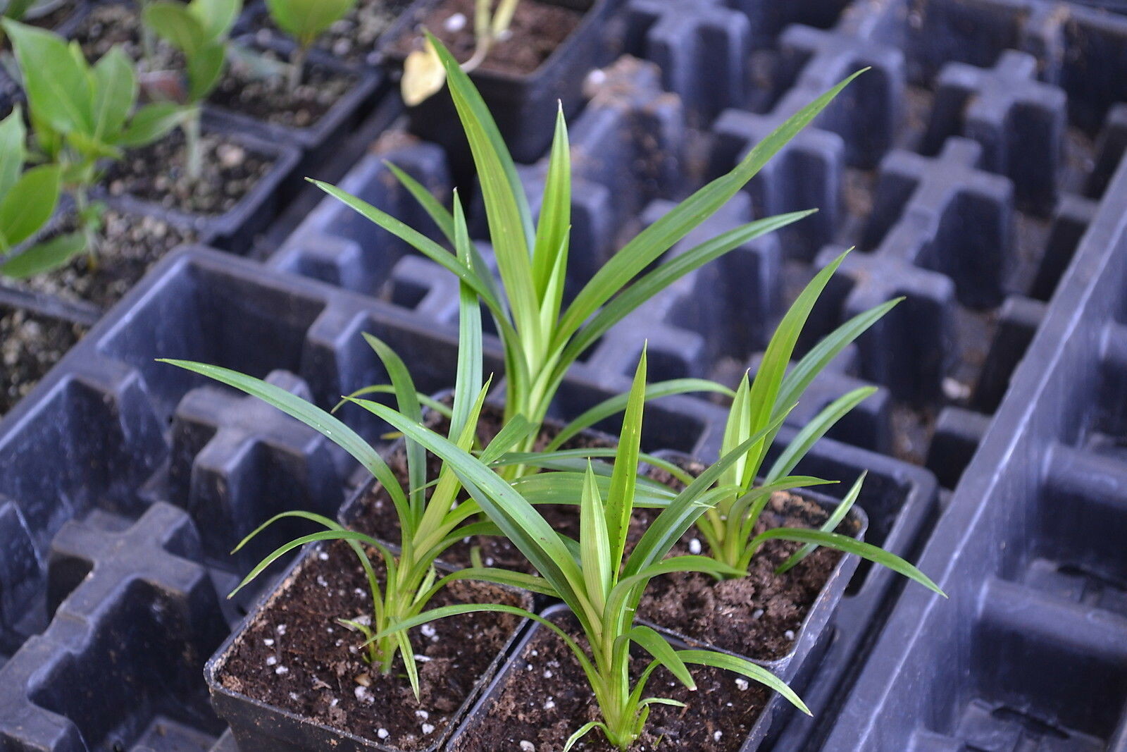 Pandanus amaryllifolius - Pandan leaf - Asian cooking herb gallery