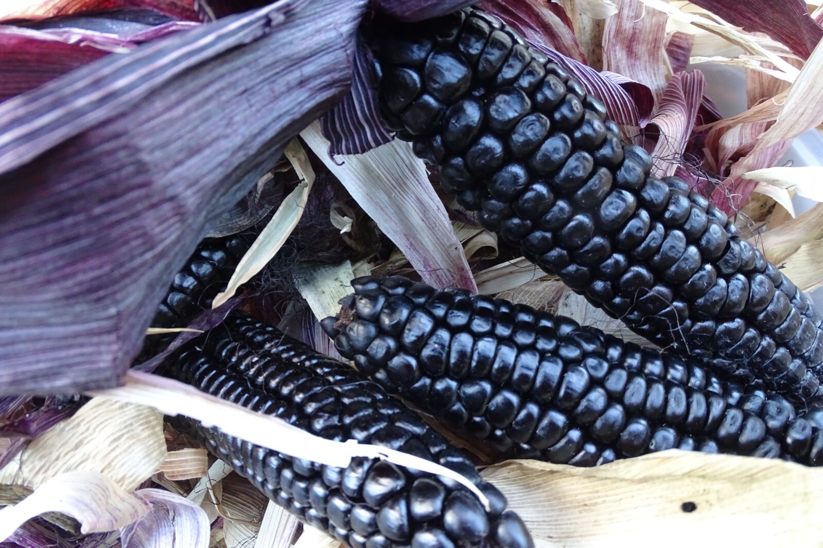 Maize Morado - Black Corn from Peru gallery