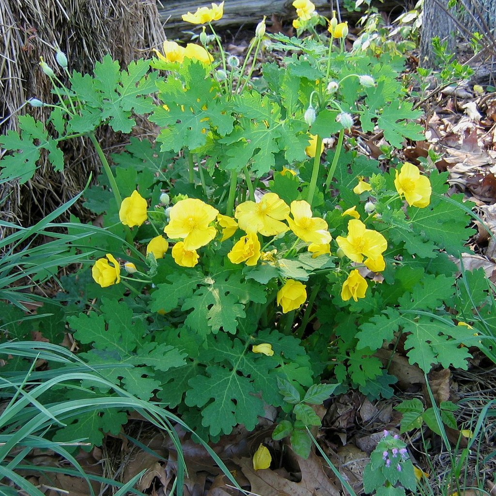 CELANDINE POPPY 5 bulb (Stylophorum eiphyllym gallery