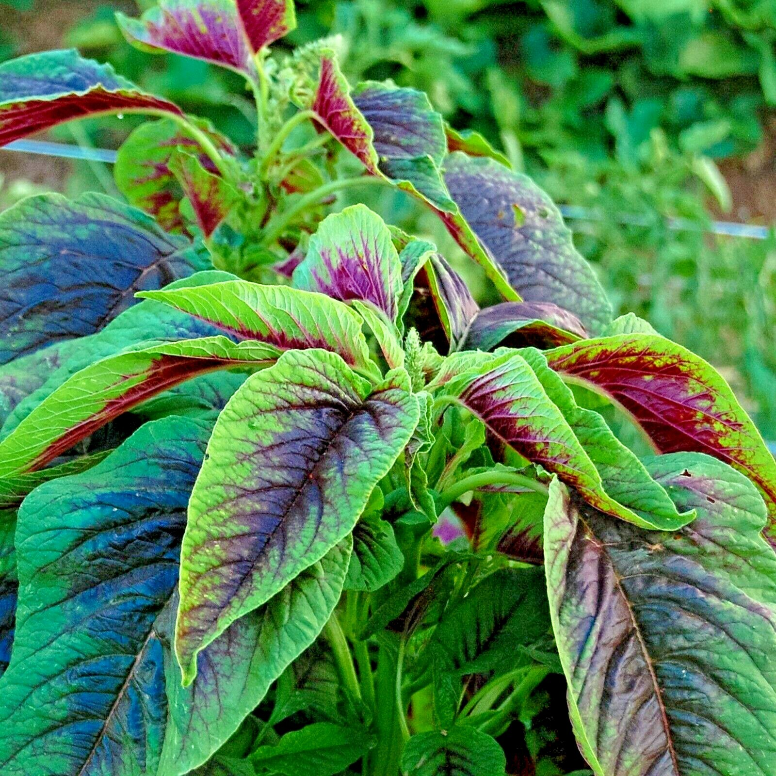 RED AMARANTH 100+ SEEDS STRIPE LEAF CHINESE SPINACH YIN CHO VEGETABLE GARDEN gallery
