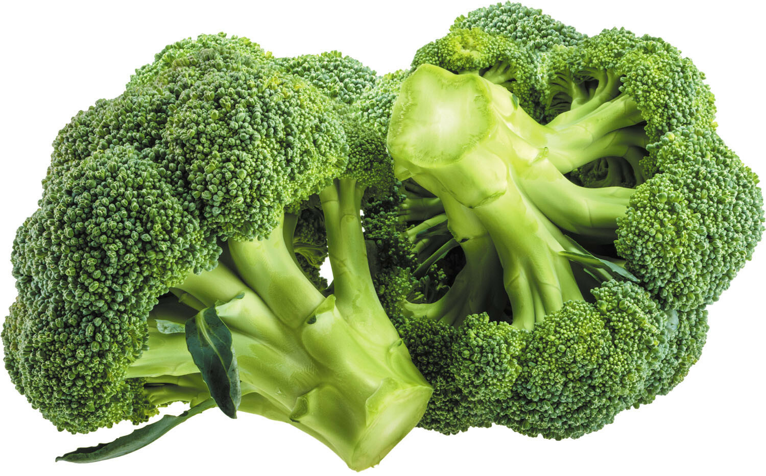 BROCCOLI SEEDS - DI CICCO - ORGANIC - HEIRLOOM - 1.gram gallery